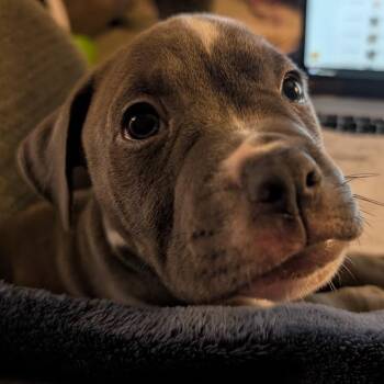 Sovereign -  Mixed Breed Dog for Adoption in West Olive, Michigan - Sovereign | PetCurious