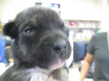 ROXIE -  Pit Bull Terrier Dog for Adoption in Ocala, Florida - ROXIE | PetCurious