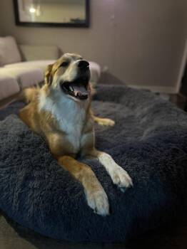 Great Pyrenees and Anatolian Shepherd Dogs Available for Adoption in Dallas, Texas - Oso | PetCurious