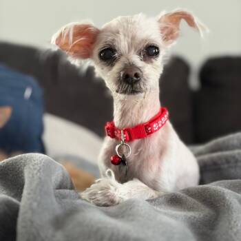 Maltese Dogs Available for Adoption in Savannah, Georgia - Radish | PetCurious