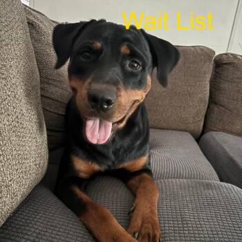 Axel -  Rottweiler Dog for Adoption in Livingston, Texas - Axel | PetCurious