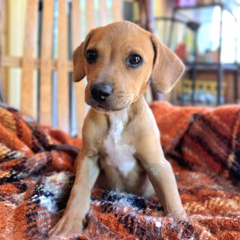 Richie -  Mixed Breed and Beagle Dog for Adoption in Shakopee, Minnesota - Richie | PetCurious