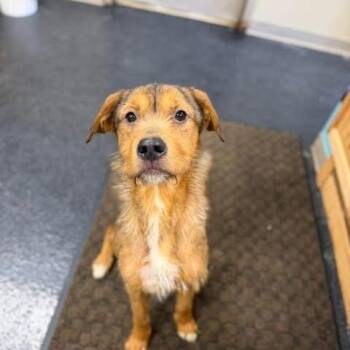 Terrier and Mixed Breed Dogs Available for Adoption in Fairfax Station, Virginia - Nora | PetCurious