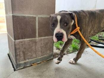 Pit Bull Terrier and Mixed Breed Dogs Available for Adoption in Savannah, Georgia - Butler | PetCurious