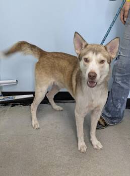 Rescue Husky Dogs for Adoption in Winchester, Kentucky - Jimbo | PetCurious