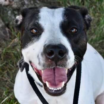 SHREK -  Pit Bull Terrier Dog for Adoption in Bowling Green, Ohio - SHREK | PetCurious