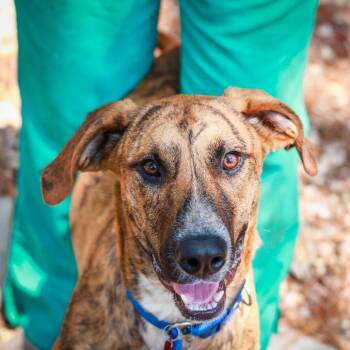 Scooby -  Great Dane and Mixed Breed Dog for Adoption - Scooby | PetCurious
