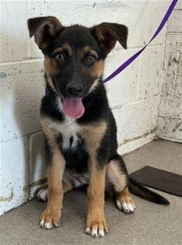 GIGI -  German Shepherd Dog Dog for Adoption in San Bernardino, California - GIGI | PetCurious