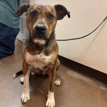 Fred -  Mixed Breed Dog for Adoption in Flagstaff, Arizona - Fred | PetCurious