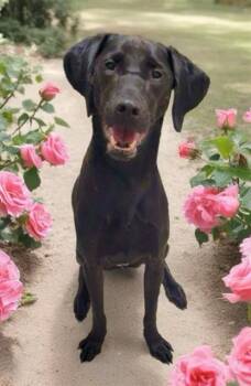 Labrador Retriever and Mixed Breed Dogs Available for Adoption - SCUBA | PetCurious