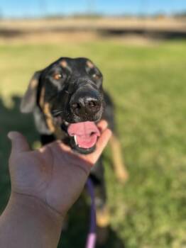 Malina -  Doberman Pinscher Dog for Adoption in Santa Monica, California - Malina | PetCurious