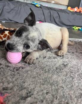 Mixed Breed Dogs Available for Adoption in Wendell, North Carolina - Lilly | PetCurious