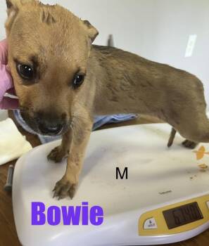 Pit Bull Terrier and Jack Russell Terrier Dogs Available for Adoption in Irwin, Pennsylvania - Bowie | PetCurious
