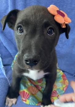 Australian Cattle Dog Blue Heeler Dogs Available for Adoption in Newport, Kentucky - Xara | PetCurious