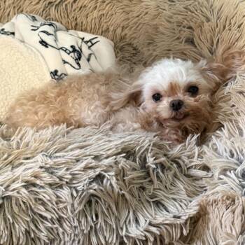 Miniature Poodle and Mixed Breed Dogs Available for Adoption in Raleigh, North Carolina - Luna | PetCurious