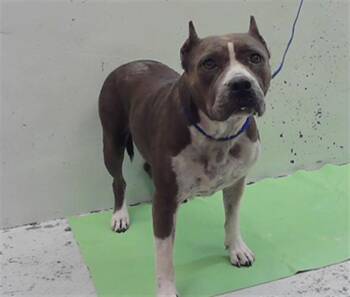 CATHY -  Staffordshire Bull Terrier and Mixed Breed Dog for Adoption in Houston, Texas - CATHY | PetCurious