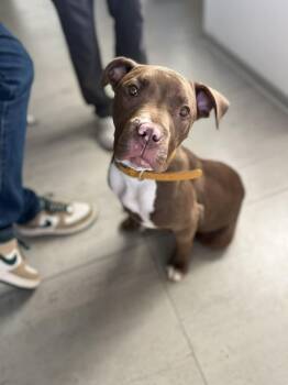 Pit Bull Terrier Dogs Available for Adoption - Ross | PetCurious