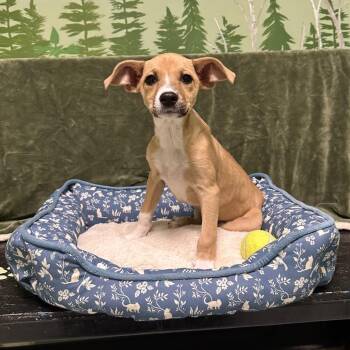 Lavender -  Terrier Dog for Adoption in Logan, Utah - Lavender | PetCurious