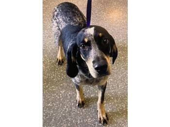 Lola (TX) -  Bluetick Coonhound Dog for Adoption - Lola (TX) | PetCurious