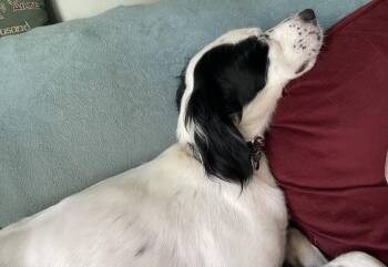 Available - Lily -  English Setter Dog for Adoption in Havertown, Pennsylvania - Available - Lily | PetCurious