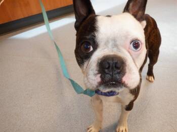 Rescue Boston Terrier Dogs for Adoption in San Jose, California - IGGY | PetCurious