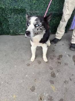 DOG 1 -  Australian Shepherd and Mixed Breed Dog for Adoption in El Paso, Texas - DOG 1 | PetCurious