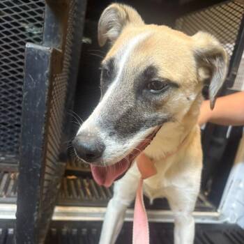 Pawflix and Chill -  Mixed Breed Dog for Adoption in Gadsden, Alabama - Pawflix And Chill | PetCurious