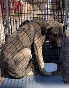 Mixed Breed Dogs Available for Adoption - CURLY | PetCurious