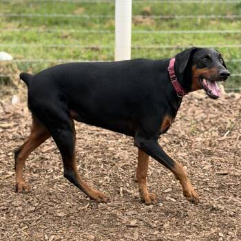 Bristol -  Doberman Pinscher Dog for Adoption in Peachtree City, Georgia - Bristol | PetCurious