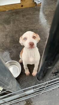 Erin -  Mixed Breed Dog for Adoption in Woodstock, Ontario - Erin | PetCurious