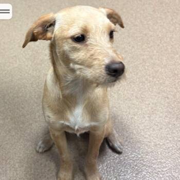 Wirehaired Terrier Dogs Available for Adoption - Prissy | PetCurious