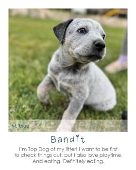 Bandit -  Australian Cattle Dog Blue Heeler Dog for Adoption in Midway, Utah - Bandit | PetCurious