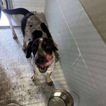 Rescue Hound Dogs for Adoption in Bastrop, Texas - Ralphetta 25-10-140 | PetCurious