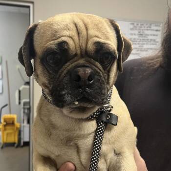 Pug Dogs Available for Adoption - Pierogi | PetCurious