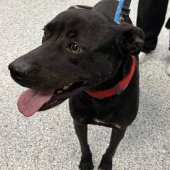 Labrador Retriever Dogs Available for Adoption in Converse, Texas - Storm | PetCurious
