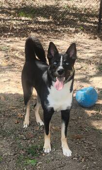 Rescue Husky Dogs for Adoption in Little Rock, Arkansas - Scout | PetCurious