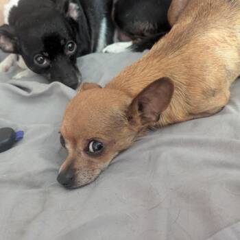 Colita -  Chihuahua Dog for Adoption in Overland Park, Kansas - Colita | PetCurious