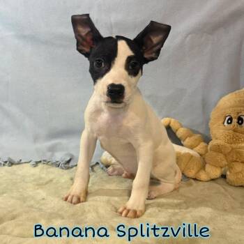 Banana Splitzville -  Pit Bull Terrier and Mixed Breed Dog for Adoption in Hillsboro, Ohio - Banana Splitzville | PetCurious