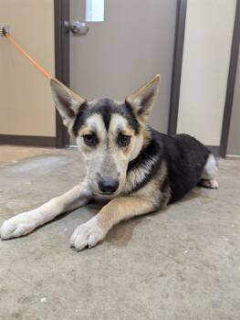 Rescue German Shepherd Dog and Mixed Breed Dogs for Adoption in Ontario, California - QUINN | PetCurious