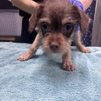 Mixed Breed Dogs Available for Adoption in Summerville, South Carolina - Tennessee Blues | PetCurious