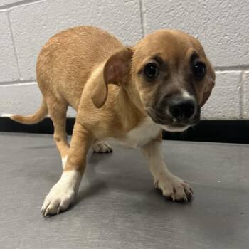 Knight -  Mixed Breed Dog Available for Adoption in TIMBERCRK CYN, Texas - Knight | PetCurious