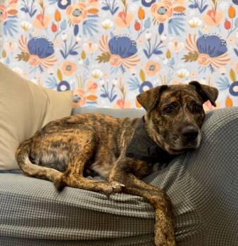 Coffee Sweets the Sweetest Gentle Lovebug -  Labrador Retriever and Catahoula Leopard Dog Dog for Adoption in Friendswood, Texas - Coffee Sweets The Sweetest Gentle Lovebug | PetCurious