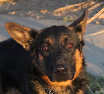 Cruz -  Australian Kelpie and German Shepherd Dog Dog for Adoption in Thornton, Colorado - Cruz | PetCurious