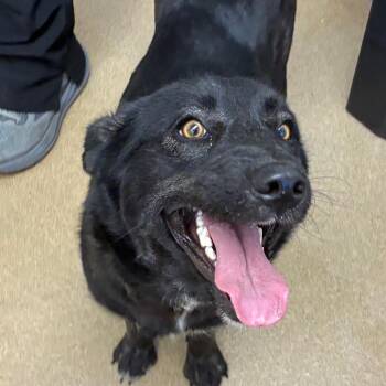 Black Labrador Retriever and Mixed Breed Dogs Available for Adoption in Corpus Christi, Texas - Khloe | PetCurious
