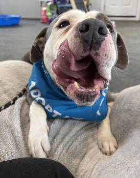 Pit Bull Terrier Dogs Available for Adoption - Smokey ***FOSTER NEEDED ASAP*** | PetCurious