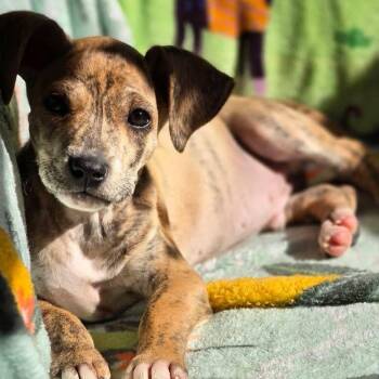 Treeing Walker Coonhound and Pit Bull Terrier Dogs Available for Adoption in Pleasure Rdge, Kentucky - Danny Boy | PetCurious