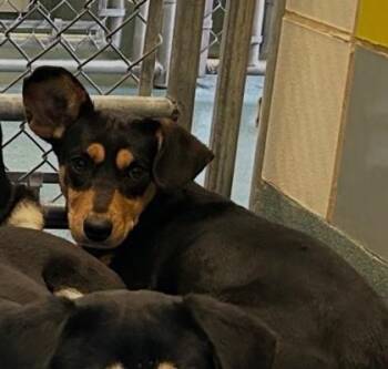 Marigold -  Australian Kelpie Dog for Adoption in Plato Center, Illinois - Marigold | PetCurious