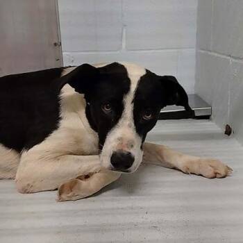 Lollie 26-06-178 -  Mixed Breed Dog for Adoption in Bastrop, Texas - Lollie 26-06-178 | PetCurious