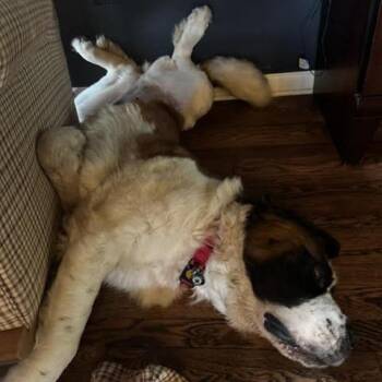 Santana Sue D12029 -  Saint Bernard Dog for Adoption - Santana Sue D12029 | PetCurious