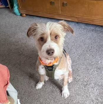 Scout -  Poodle Dog for Adoption in Blue Springs, Missouri - Scout | PetCurious